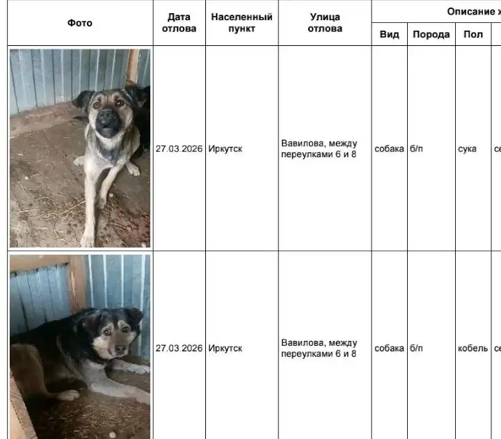 Потерянные собаки в приюте Усолья - Собаки (Животные) в Иркутск