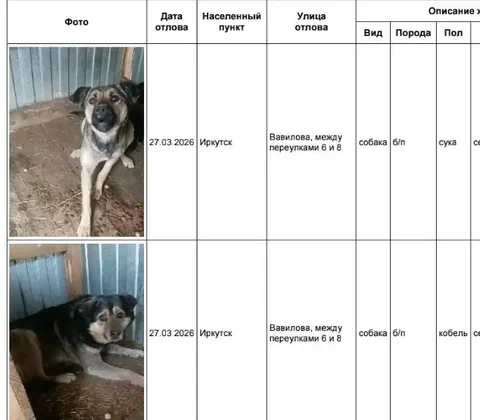 Потерянные собаки в приюте Усолья - Собаки в Иркутск