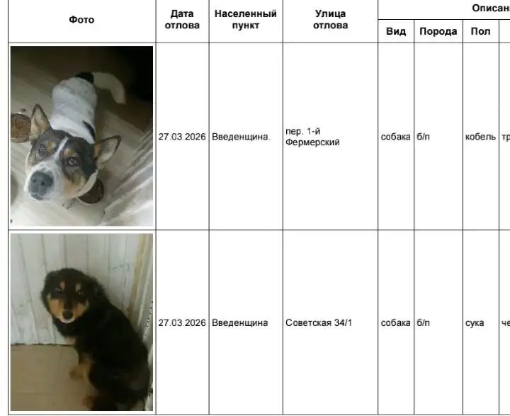 Найдены собаки в приюте в Усолье - Собаки (Животные) в Усолье