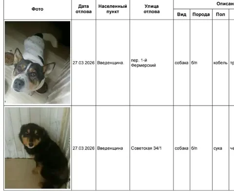 Найдены собаки в приюте в Усолье - частное объявление в Усолье