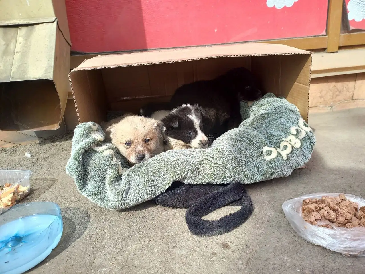 Найденные щенки на центральном рынке Иркутска - Собаки в Иркутск