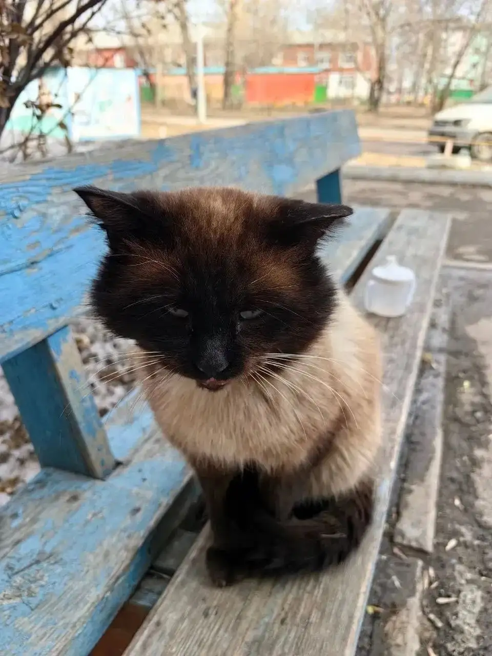 Пропавшее животное в Усолье-Сибирском - Пропавшие животные (Животные) в Усолье-Сибирское
