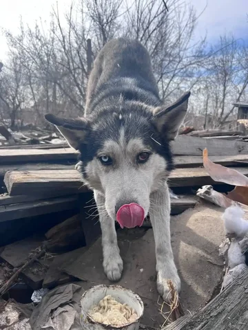 Найдена собака в районе рынка - Животные в Иркутск