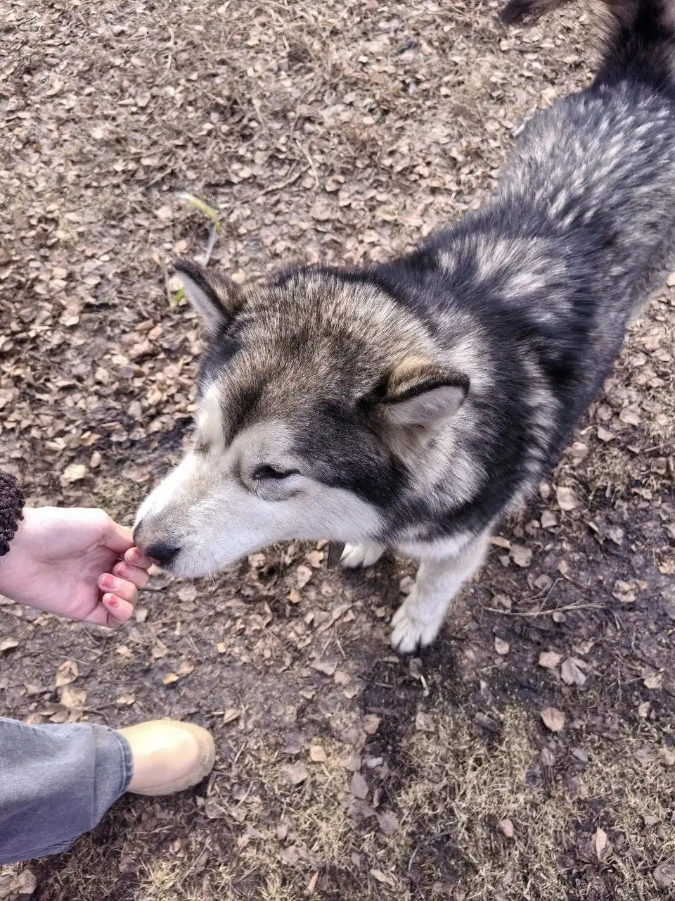 Потеряшка пес в районе Советской 115 - Потерянные/найденные (Животные) в Иркутск