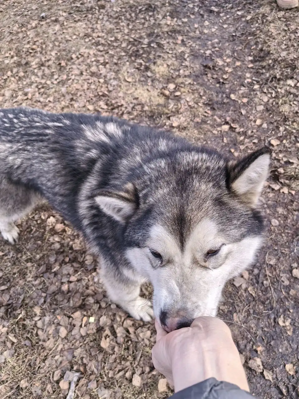 Потеряшка пес в районе Советской 115 - Потерянные/найденные (Животные) в Иркутск
