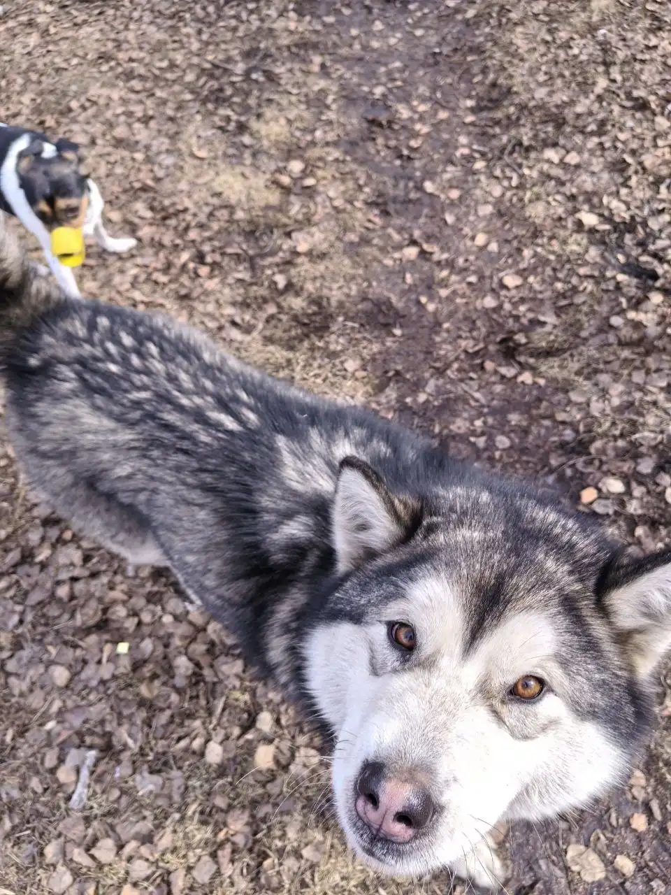 Потеряшка пес в районе Советской 115 - Потерянные/найденные (Животные) в Иркутск