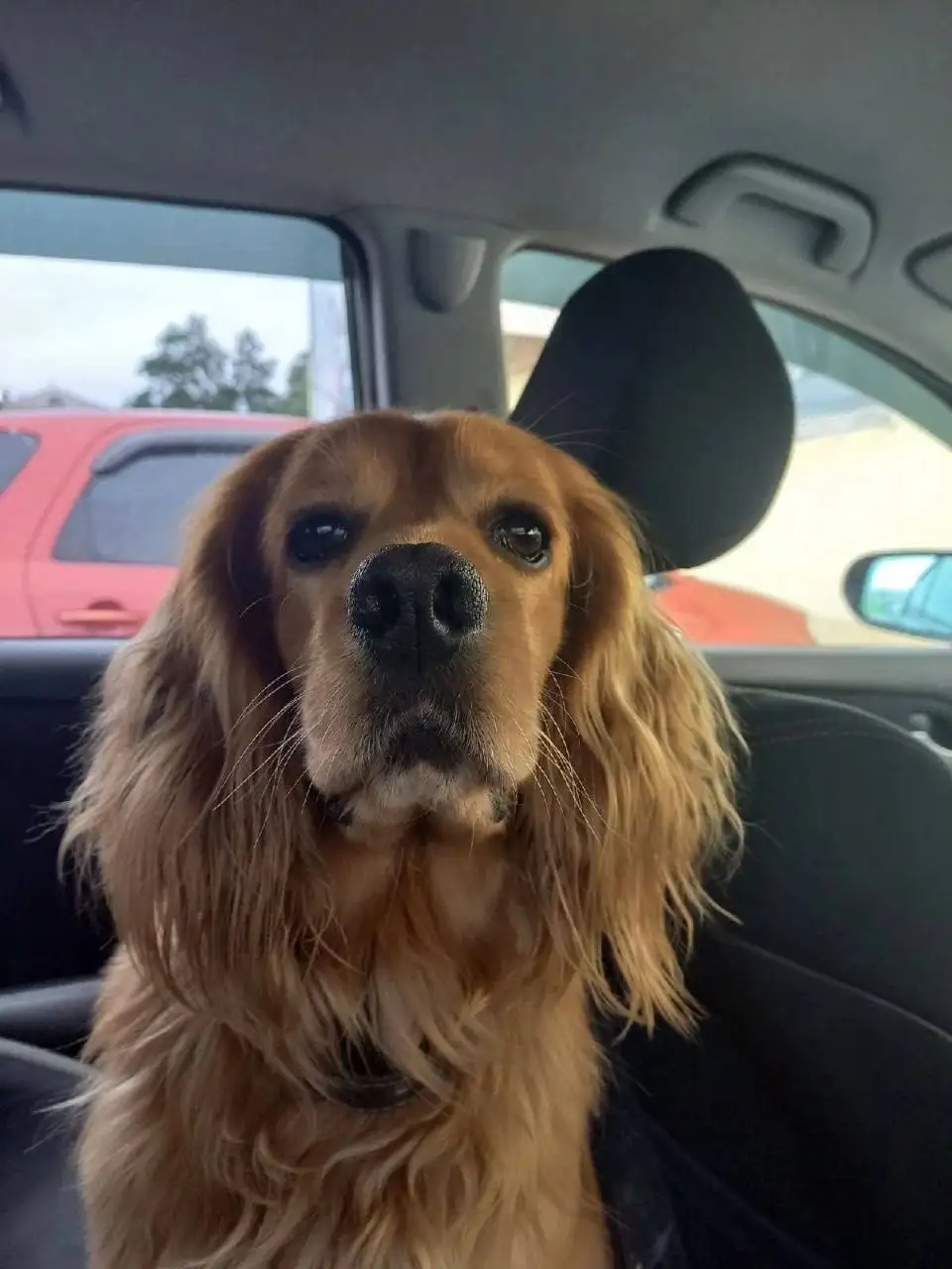 Потерянная собака в Ангарске - Потерянные животные (Животные) в Ангарск