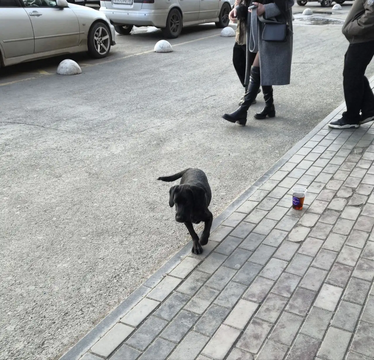 Найден щенок-подросток у МТЦ Новый - Животные в Иркутск