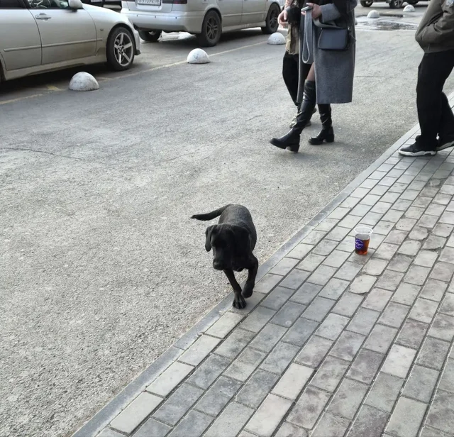 Найден щенок-подросток у МТЦ Новый - Животные в Иркутск