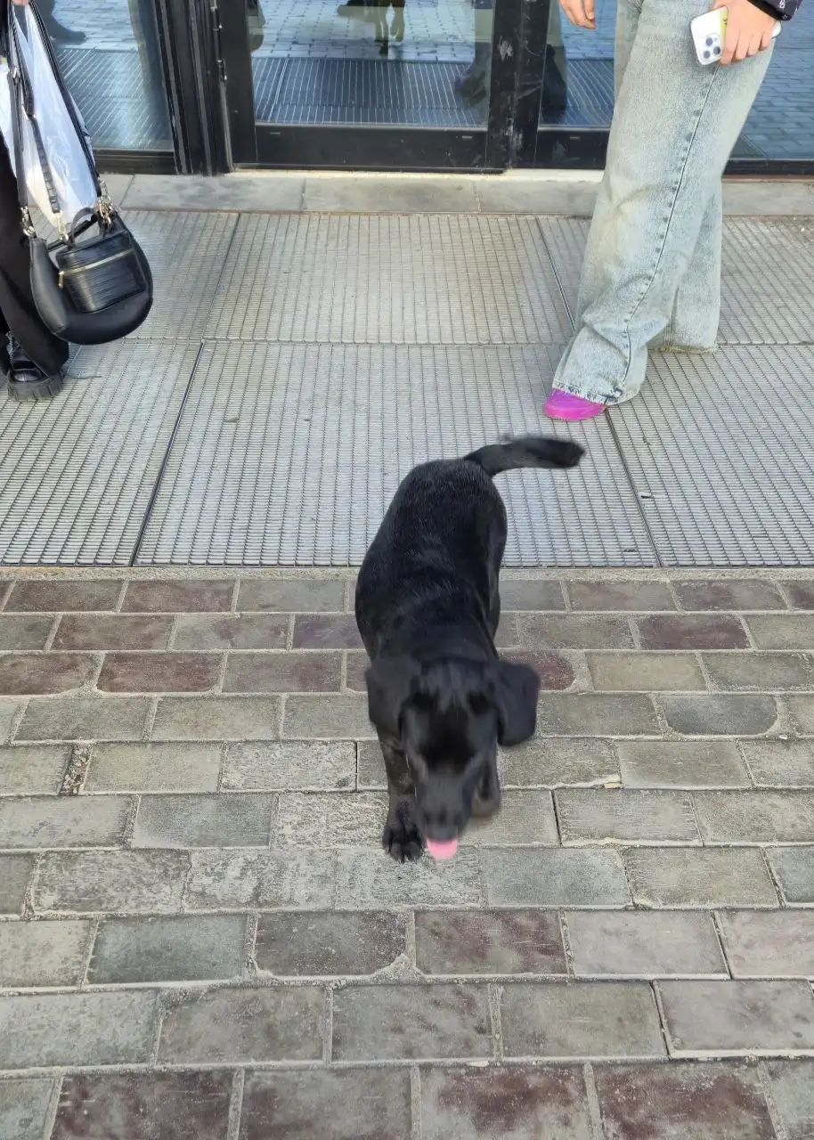 Найден щенок-подросток у МТЦ Новый - Животные в Иркутск