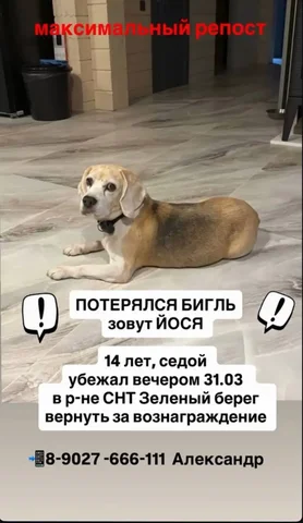 Потеряшка Иркутск Животные - Животные в Иркутск