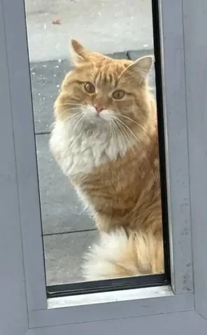 Пропал кот в Ангарске - частное объявление в Ангарск