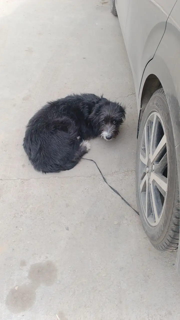 Потерянная домашняя собака в Иркутске - Потерянные/Найденные (Животные) в Иркутск
