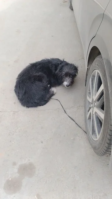 Потерянная домашняя собака в Иркутске - Животные в Иркутск