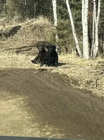 Потерянные ретриверы в СНТ Кедр - Собаки в Иркутск