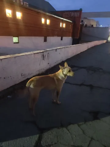 Потерявшаяся собака в районе Ново Ленино - Животные в Иркутск