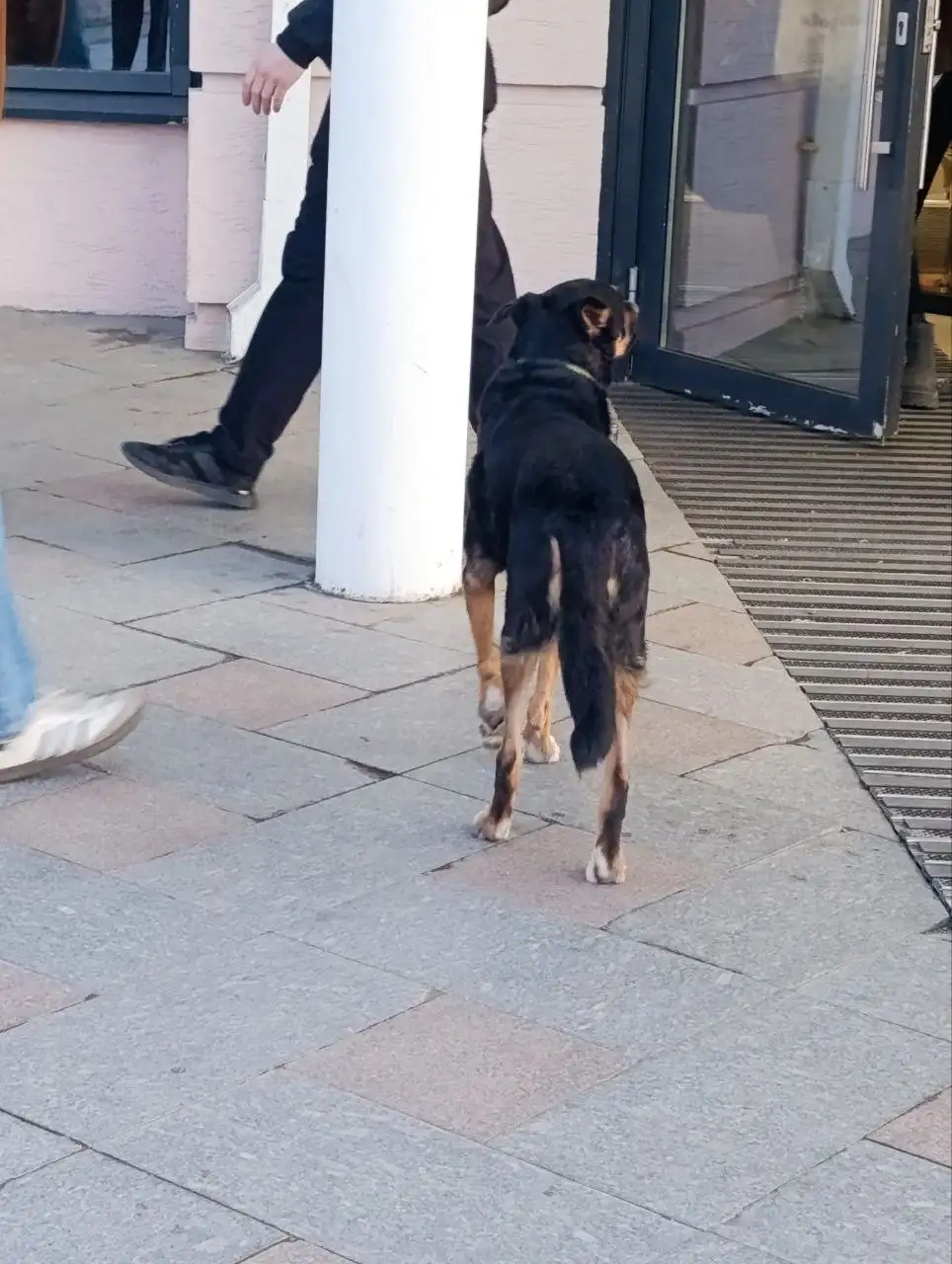 Потерянная собака возле модного квартала в Иркутске - Потерянные животные (Животные) в Иркутск