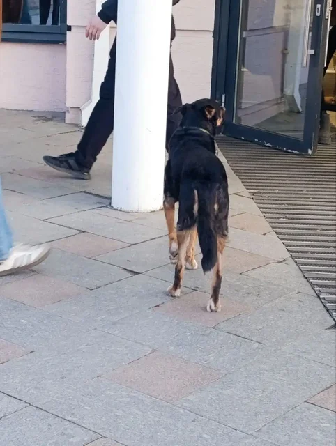 Потерянная собака возле модного квартала в Иркутске - Животные в Иркутск