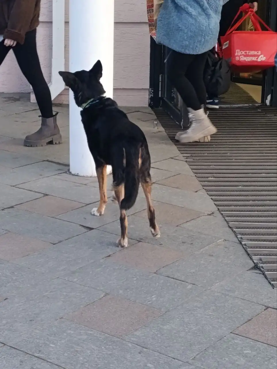 Потерянная собака возле модного квартала в Иркутске - Потерянные животные (Животные) в Иркутск