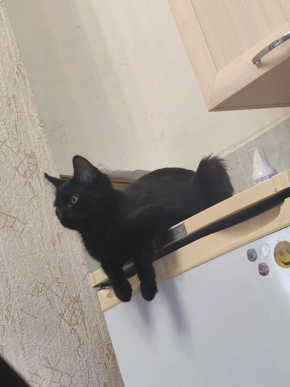 Потерялся черный кот в Иркутске - Животные в Иркутск