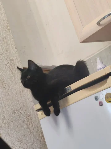 Потерялся черный кот в Иркутске - Животные в Иркутск