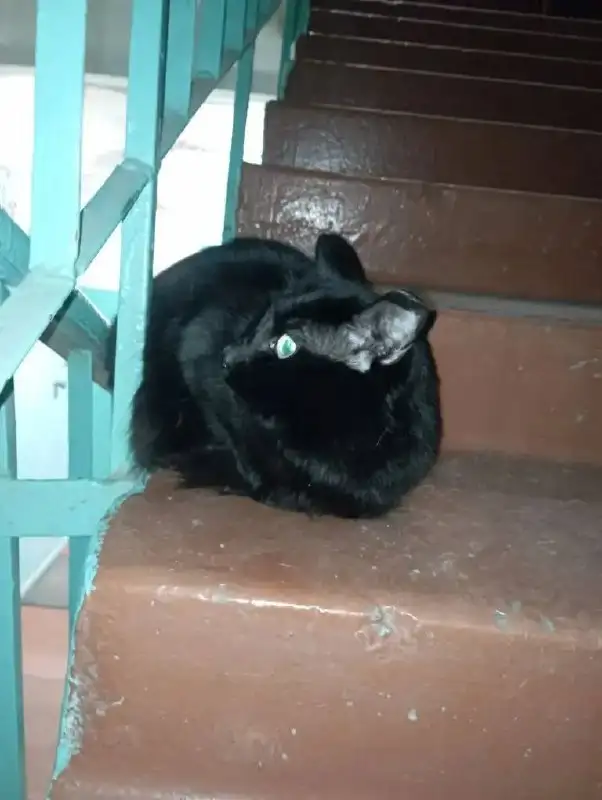 Найден домашний кот/кошка в мкр Первомайский - Кошки (Животные) в Иркутск