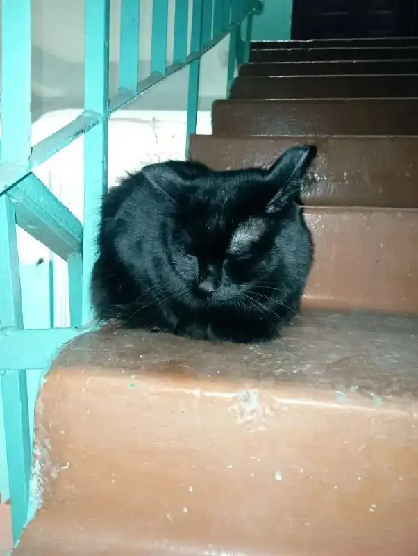 Найден домашний кот/кошка в мкр Первомайский - Кошки (Животные) в Иркутск