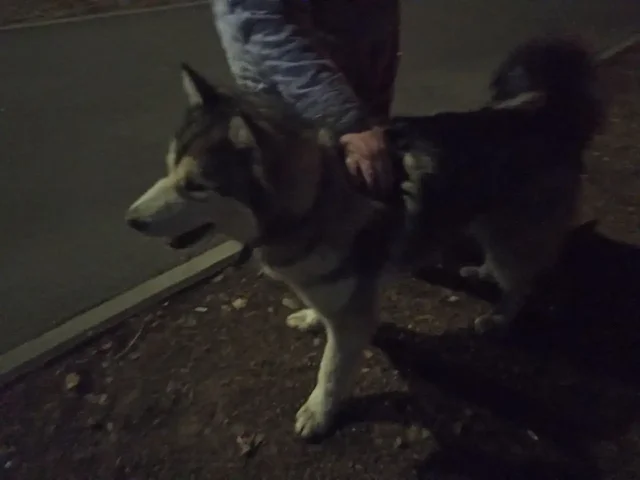 Потерявшаяся собака в Иркутске - Животные в Иркутск