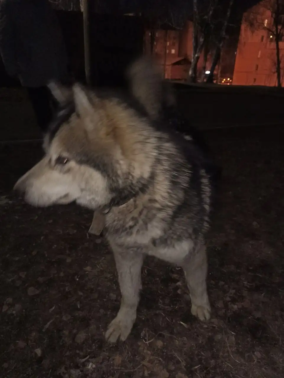 Потерявшаяся собака в Иркутске - Животные в Иркутск