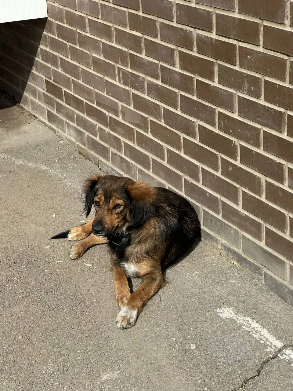 Пропавшая собака в Иркутске на Синюшиной горе - Животные в Иркутск