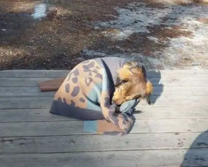 Пропавшая собака в Иркутске на Синюшиной горе - Животные в Иркутск