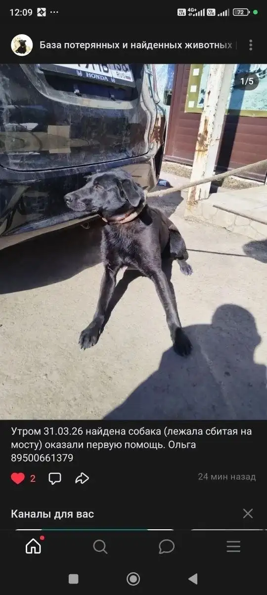 Пропала собака в Иркутске - Потерянные животные (Животные) в Иркутск