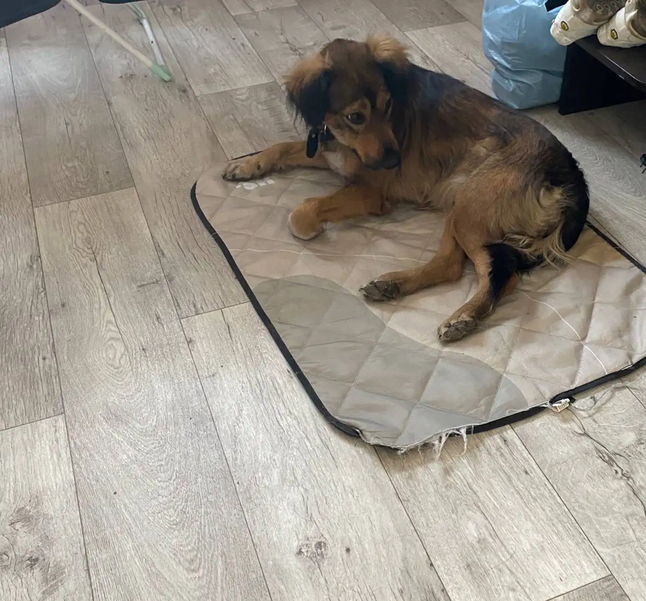 Найдена собака в Иркутске - Собаки (Животные) в Иркутск