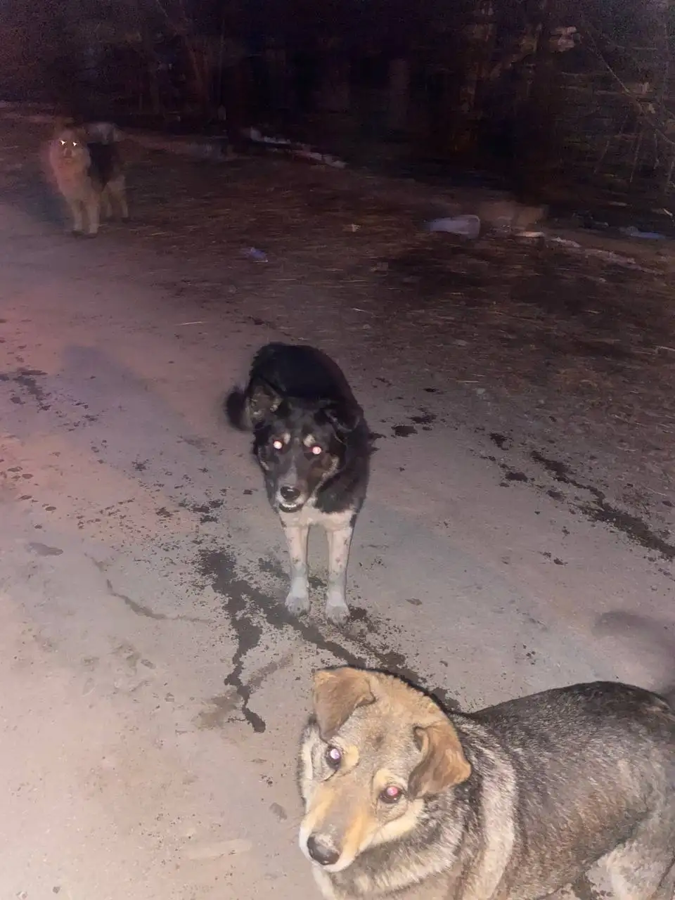 Потеряшка в Иркутске - Потерянные/найденные (Животные) в Иркутск