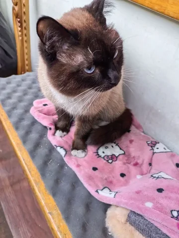 Найден кот в Иркутске - Потерявшиеся животные в Иркутск