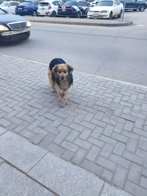 Потерянная собака в ТРЦ Яркомолл - Потерявшиеся животные в Иркутск