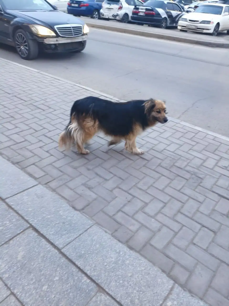 Потерянная собака в ТРЦ Яркомолл - Собаки (Животные) в Иркутск