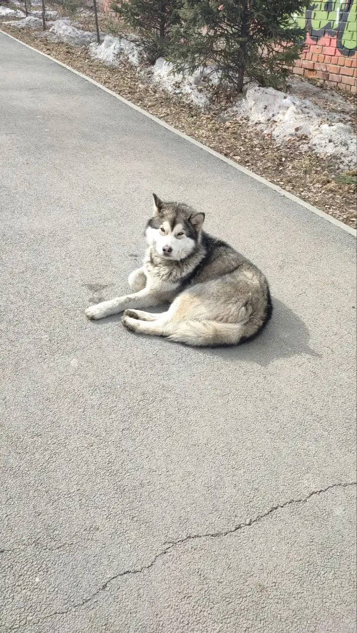 Потеряшка Иркутск Животные - Животные в Иркутск