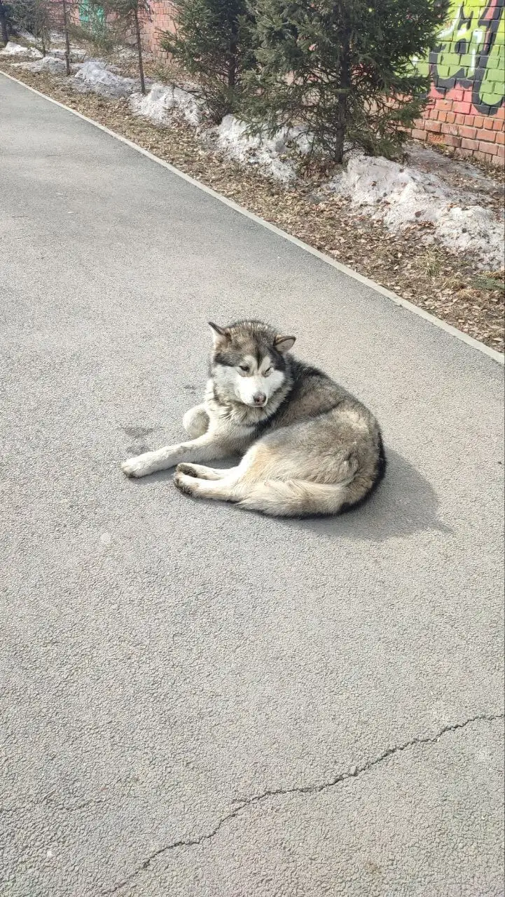 Потеряшка Иркутск Животные - Животные в Иркутск