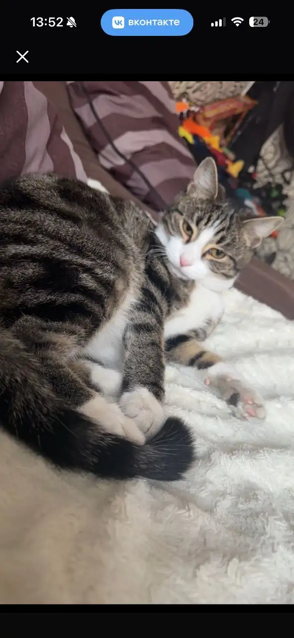 Потерялся кот Филя в районе Мухиной 56 - Потерянные животные (Животные) в Иркутск