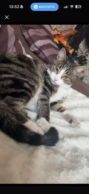 Потерялся кот Филя в районе Мухиной 56 - Потерявшиеся животные в Иркутск