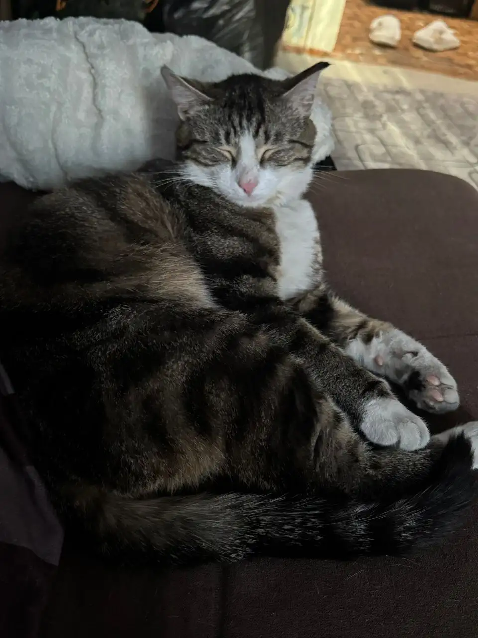 Потерялся кот Филя в районе Мухиной 56 - Потерянные животные (Животные) в Иркутск