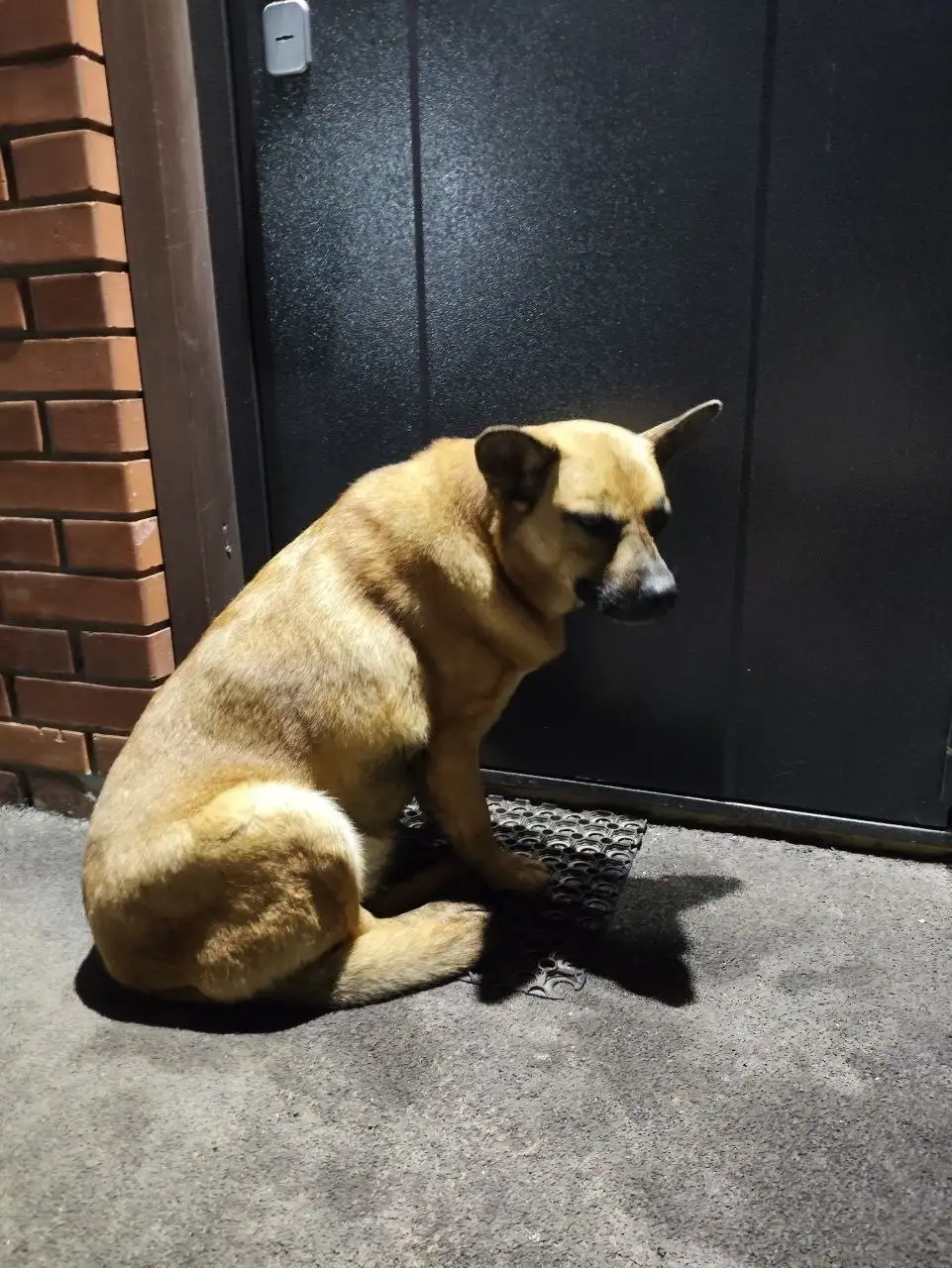 Собака потерялась в Ангарске - Животные в Ангарск