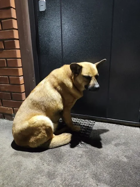 Собака потерялась в Ангарске - Ветеринарная помощь в Ангарск