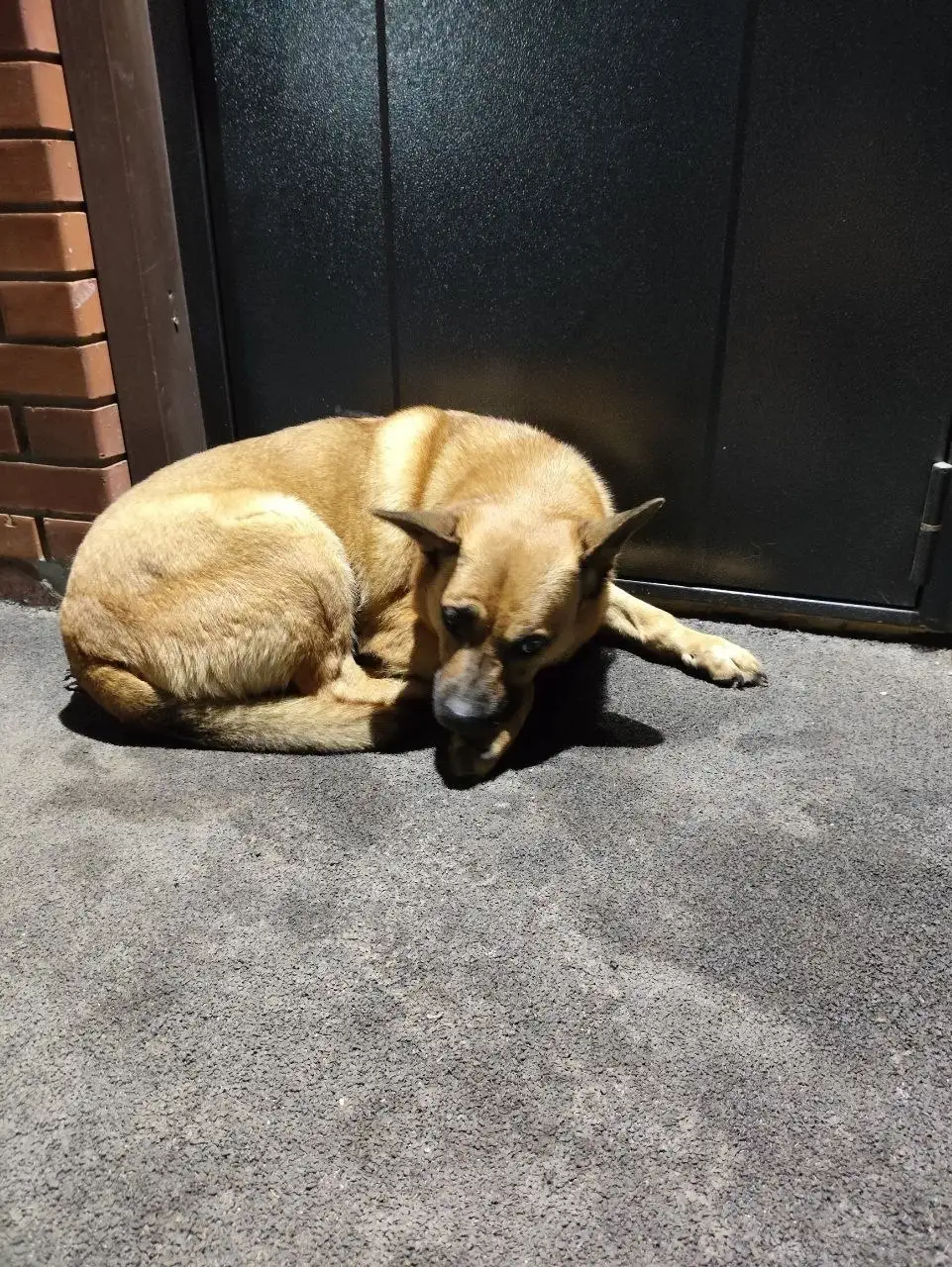 Собака потерялась в Ангарске - Животные в Ангарск