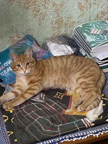 Потерялся кот Рыжик в районе улицы Первомайской - частное объявление в Иркутск