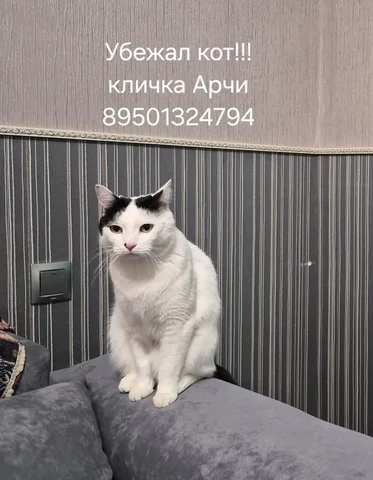 Потерян кот Арчи в Иркутске - Потерявшиеся животные в Иркутск