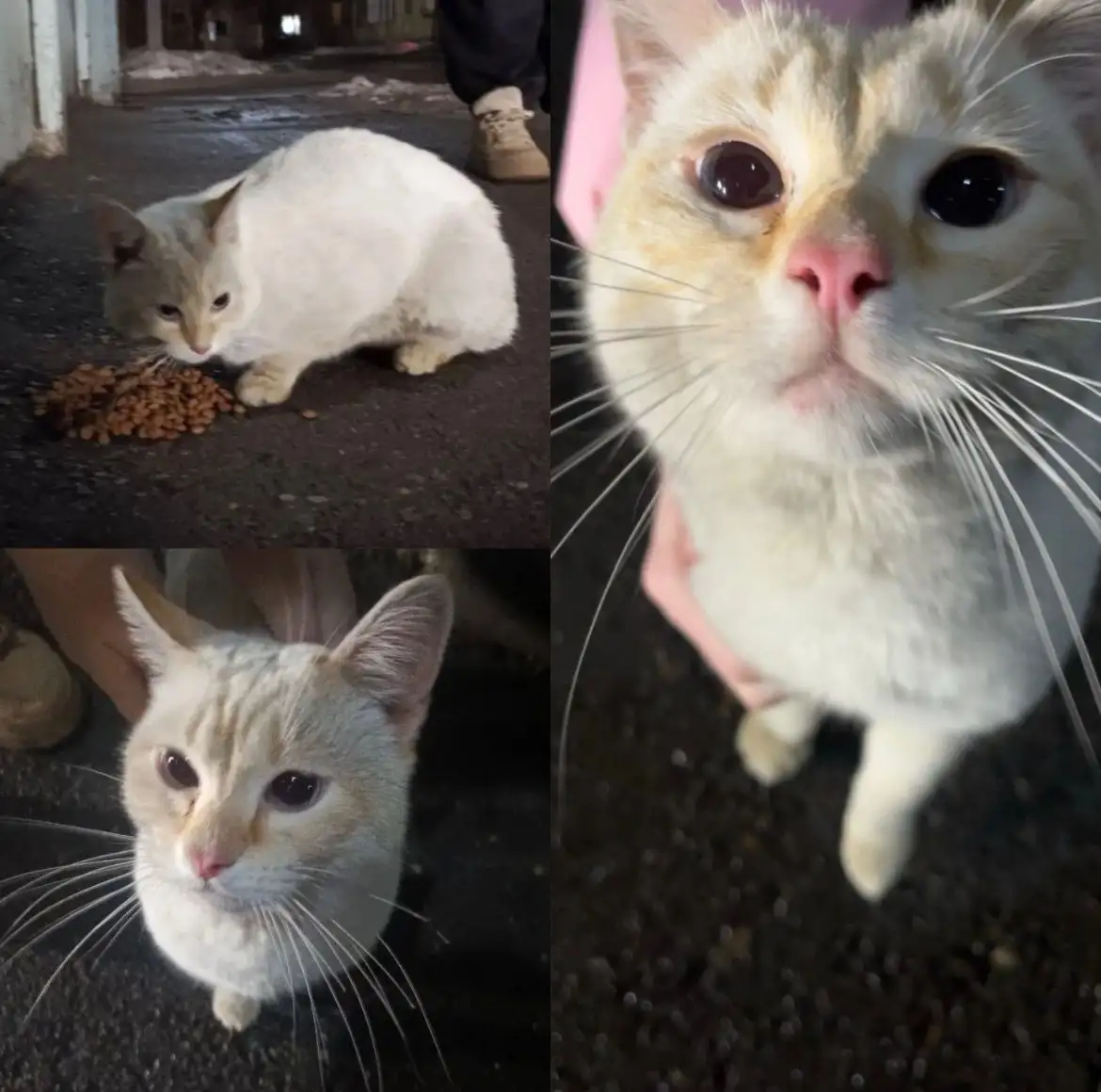 Потерянный кот в Ангарске - Кошки (Животные) в Ангарск