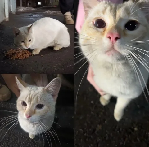 Потерянный кот в Ангарске - Кошки в Ангарск