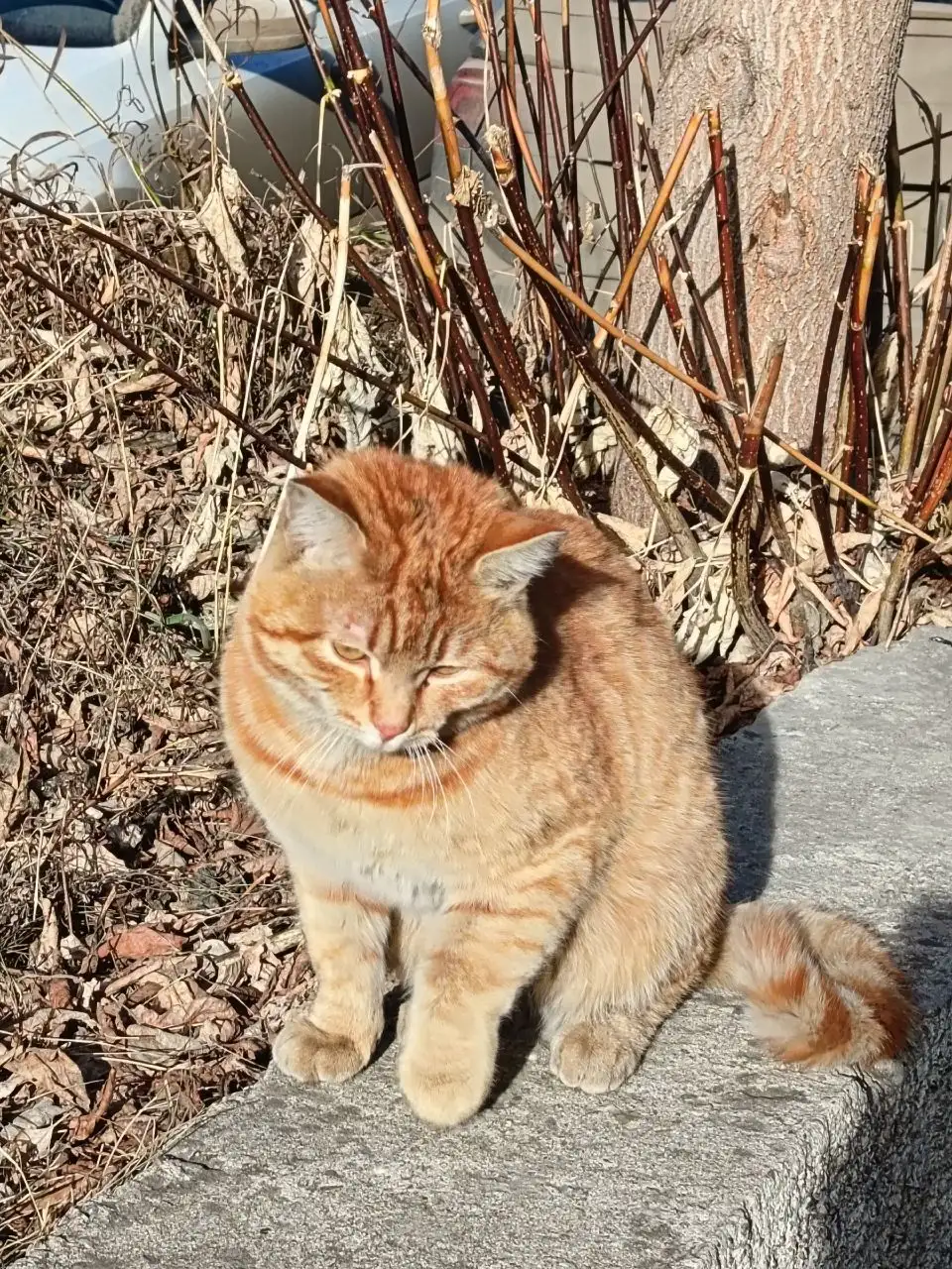 Найден кот в мкр-не Радужный - Кошки (Животные) в Иркутск